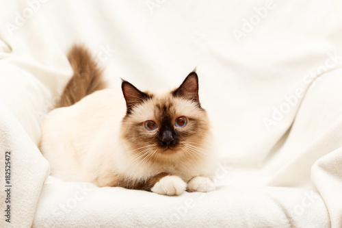 Fototapeta Naklejka Na Ścianę i Meble -  Sacred Cat of Burma