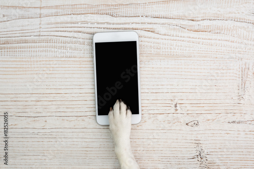 Fototapeta Naklejka Na Ścianę i Meble -  Dog paw on a mobile phone screen. Empty black scren you can place your information ad or image. 