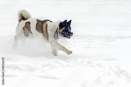 dog running in the snow. Akita © Maksim