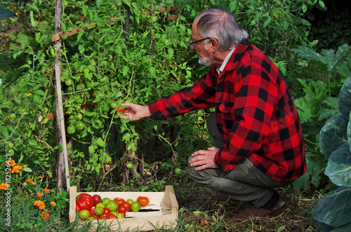 senior récoltant des tomates au potager