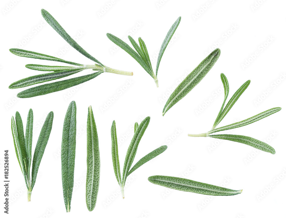 Rosemary herb.