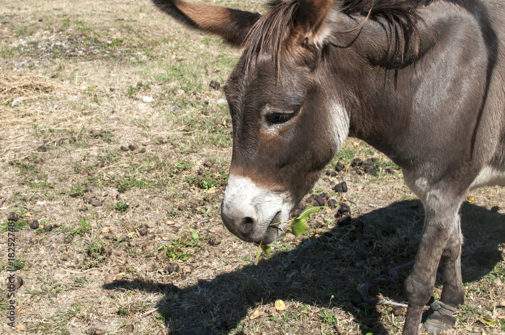 Female donkey closeup grazing on meadow in summertime Female donkey closeup grazing on meadow in summertime
