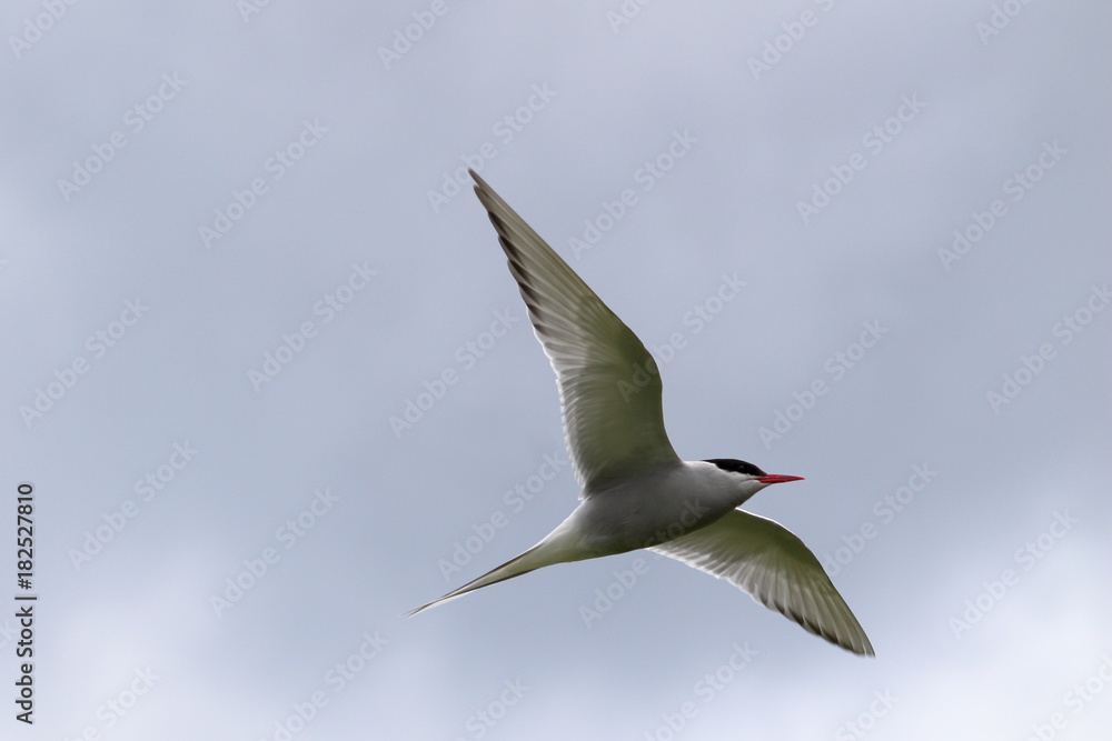 Naklejka premium arctic tern