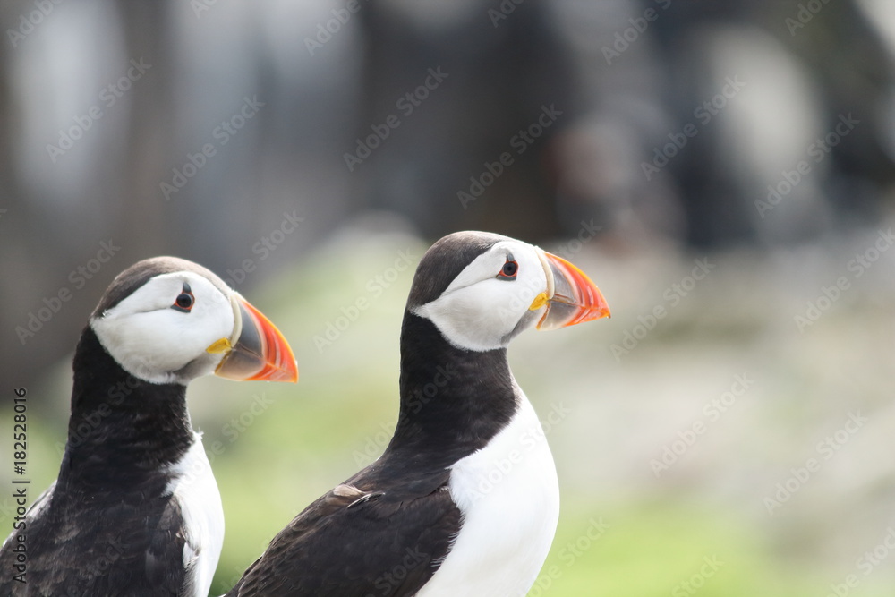 Fototapeta premium fratercula arctica (puffin)