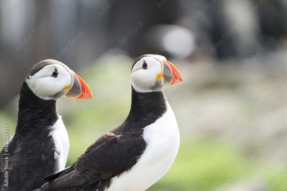 Fototapeta premium fratercula arctica (puffin)