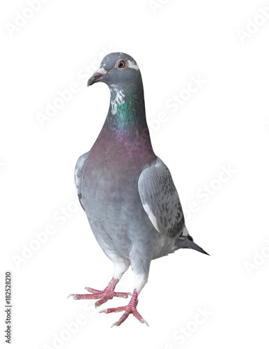 homing pigeon bird isolated white background