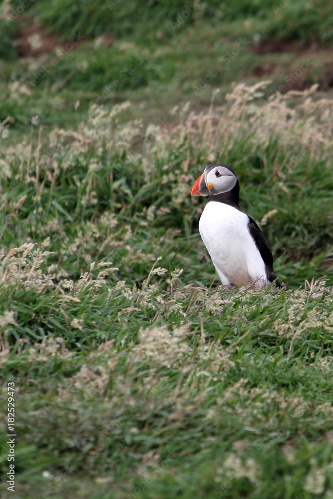 puffin puffin