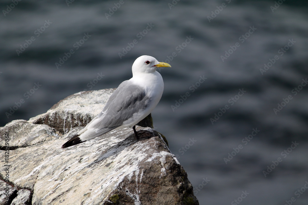 kittiwake