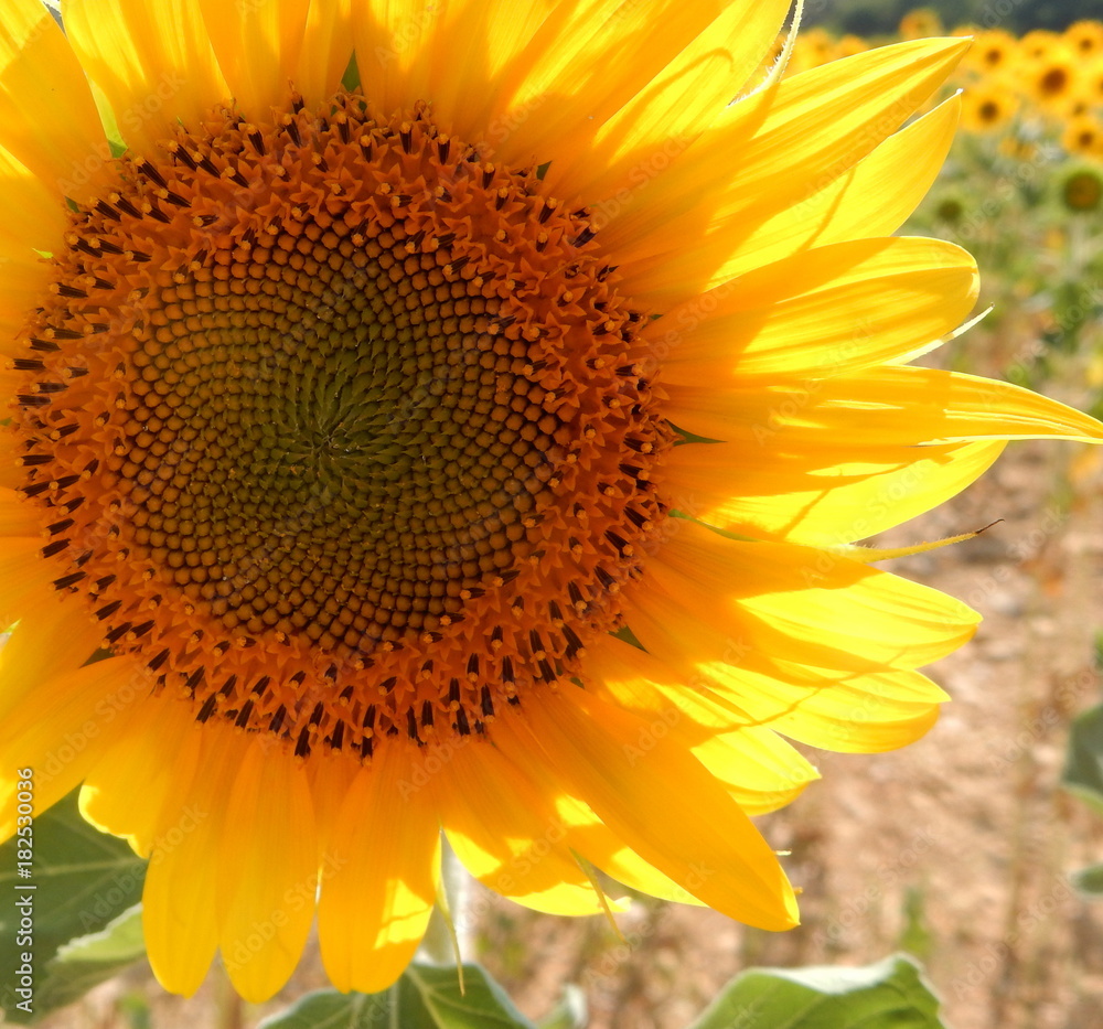 Fototapeta premium cuore di girasole