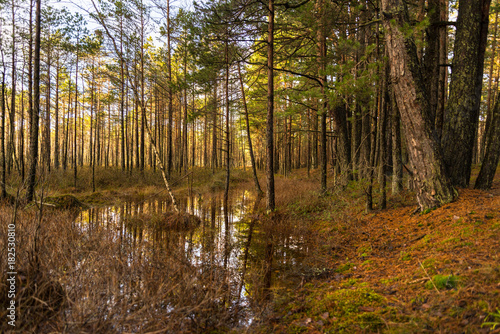 Flooded forest © mdbildes