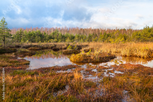 Stampa su tela Landscape, Sulphur isotopic bog