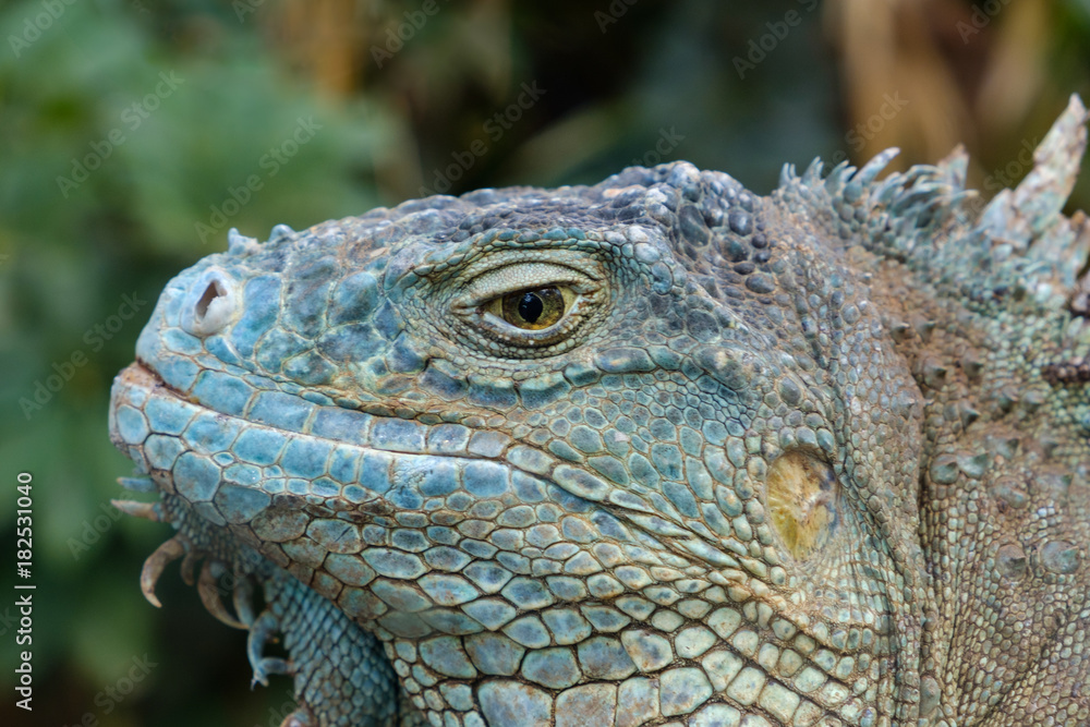 reptile closeup - green iguana / American iguana reptile closeup - green iguana / American iguana