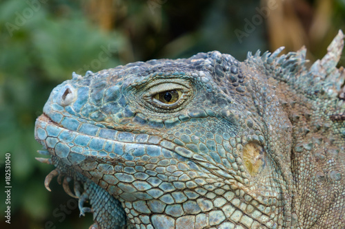 reptile closeup - green iguana   American iguana