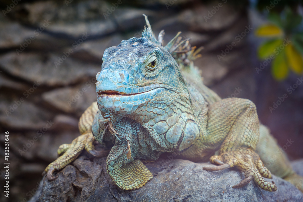 Fototapeta premium big lizard closeup - green iguana / American iguana