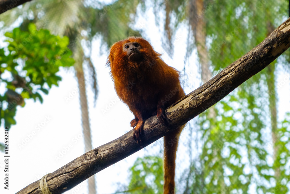 golden marmoset - golden lion tamarin golden marmoset - golden lion tamarin