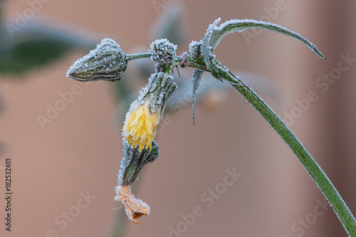 Yellow flower in frost on a first frosty day