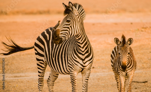 Zebras in der Savanne vom in Simbabwe  S  dafrika