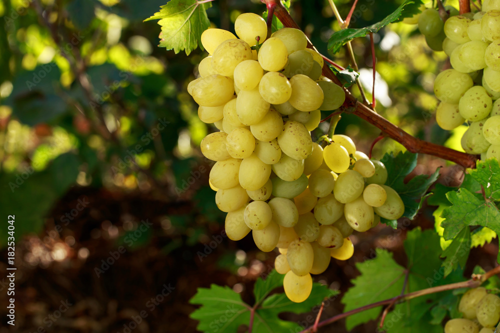 bunch of ripe grapes