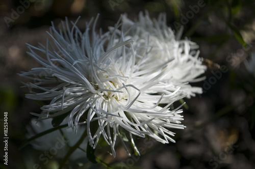 White aster flower is growing on the autumn flower-bed