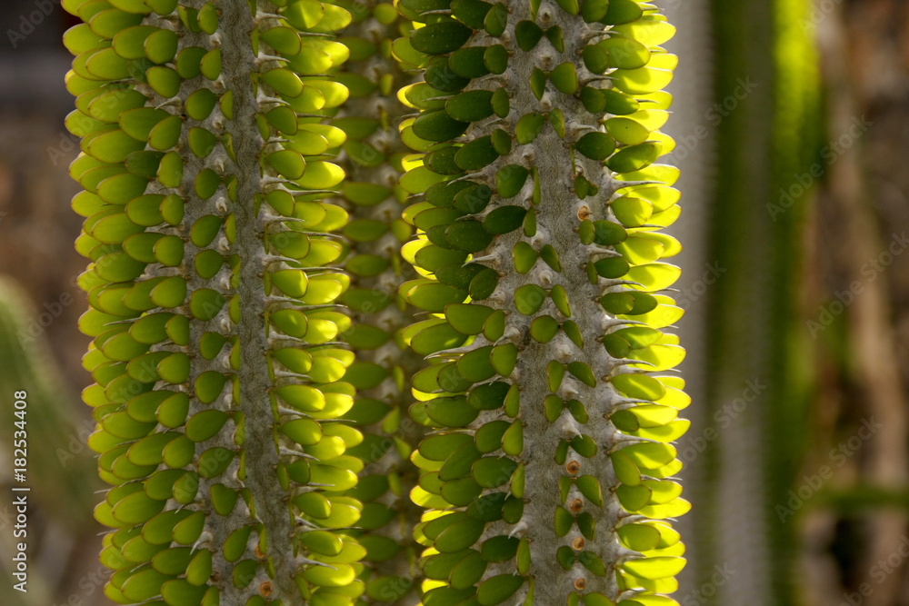 Naklejka premium Cactus euphorbia trigona branch closeup with blur background. Green leafs succulent plant with sun light in the back.