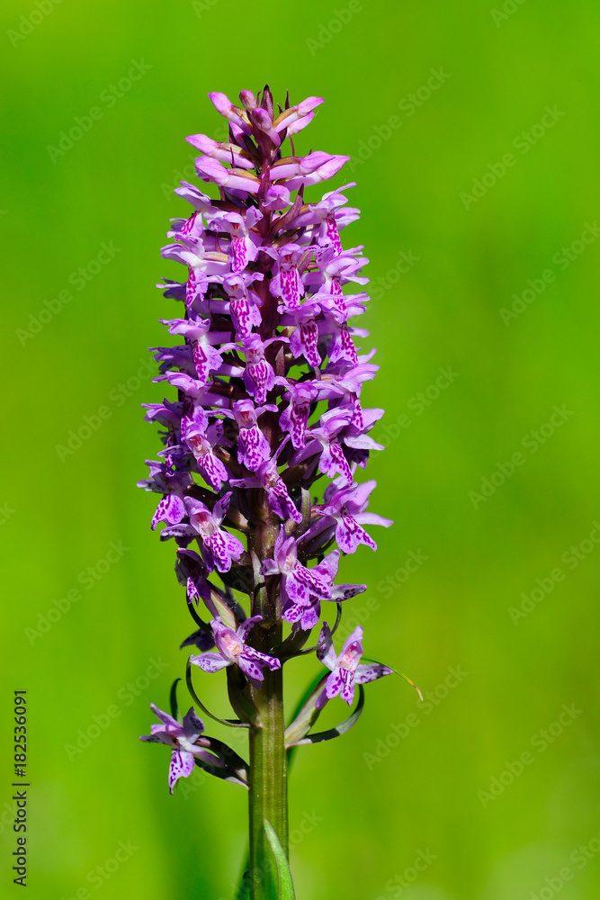 Obraz premium Wild orchid. Dactylorhiza maculata