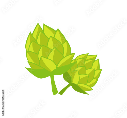 Green Humulus Hop Vector Illustration Isolated