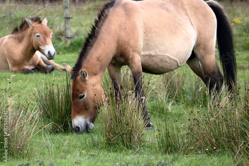 prezwalski horse