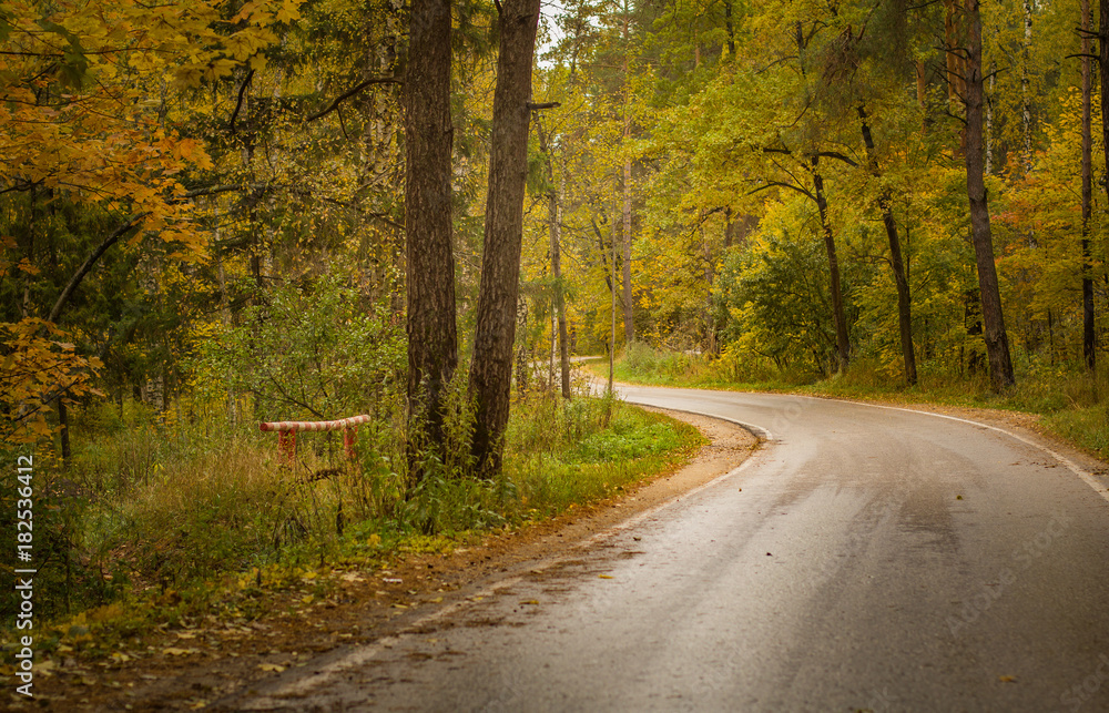 Obraz premium Asphalt road passing through the forest