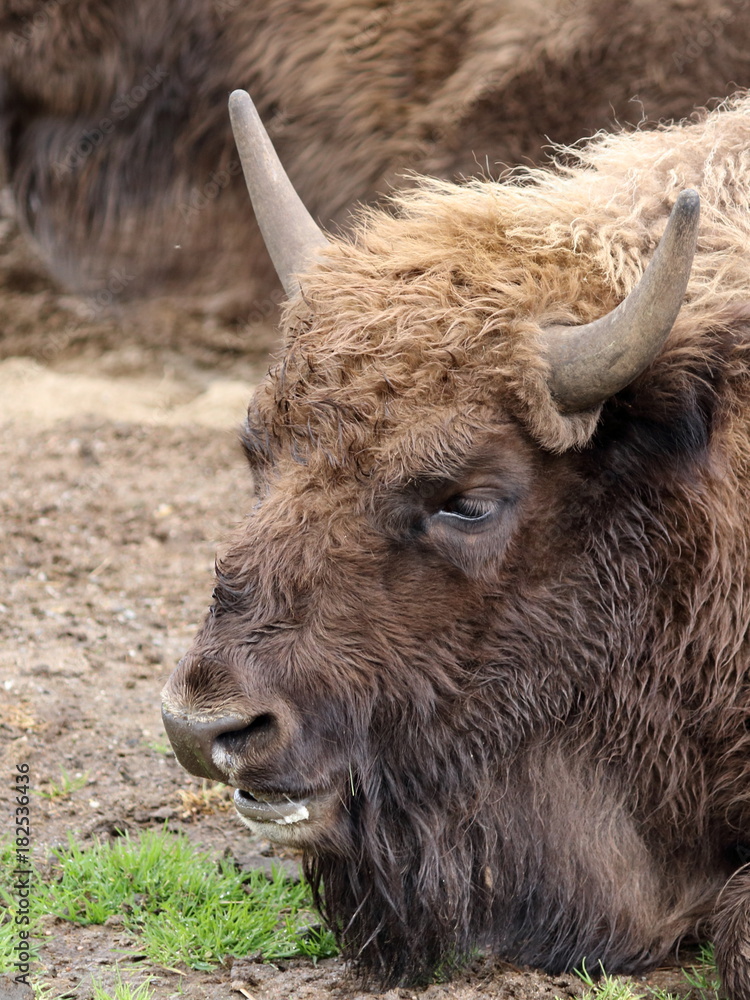 wisent wisent
