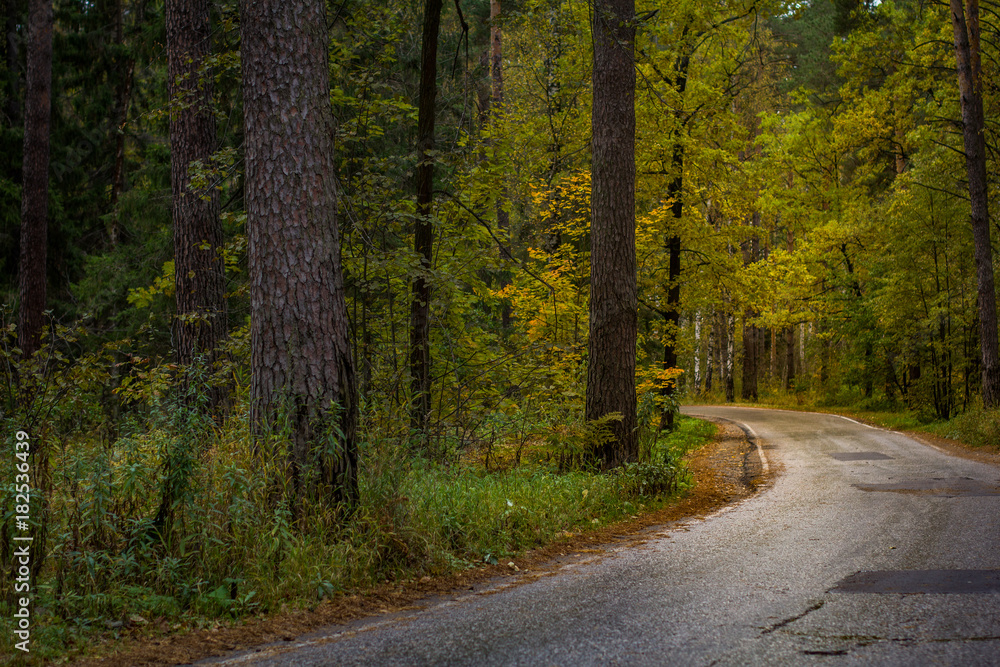 Asphalt road passing through the forest Asphalt road passing through the forest
