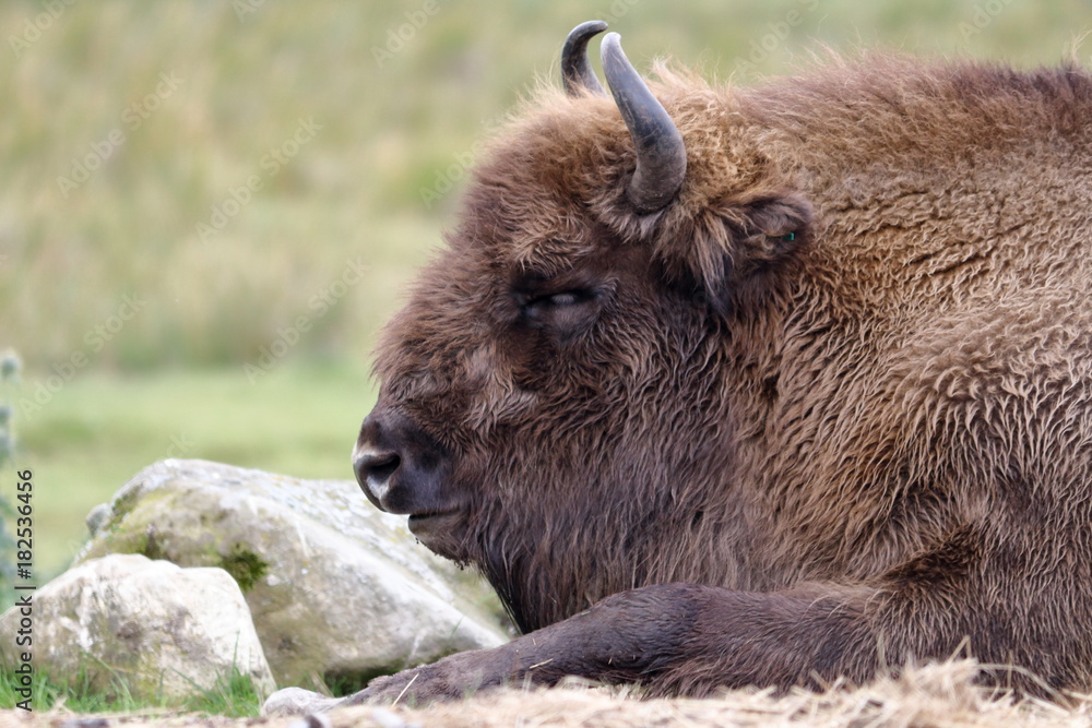 Fototapeta premium wisent