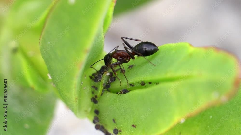 A small black ant on a green leaf of the plant munching the leaves from the plants A small black ant on a green leaf of the plant munching the leaves from the plants