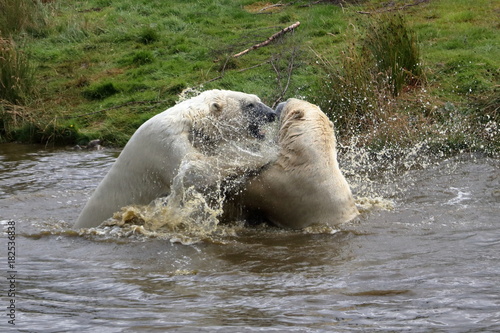 polar bear