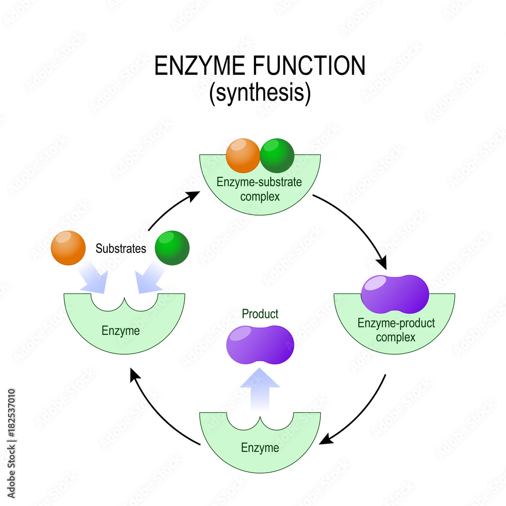 enzyme function. synthesis. substrate, product, enzymeproduct complex and enzymesubstrate