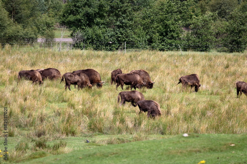 wisent wisent