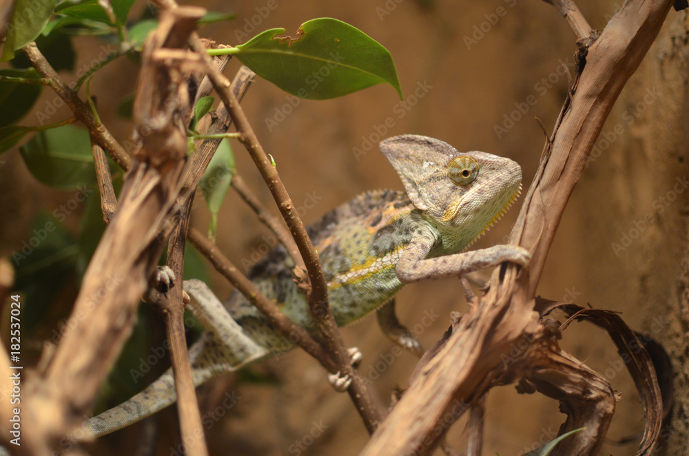 Chameleon on a tree Chameleon on a tree