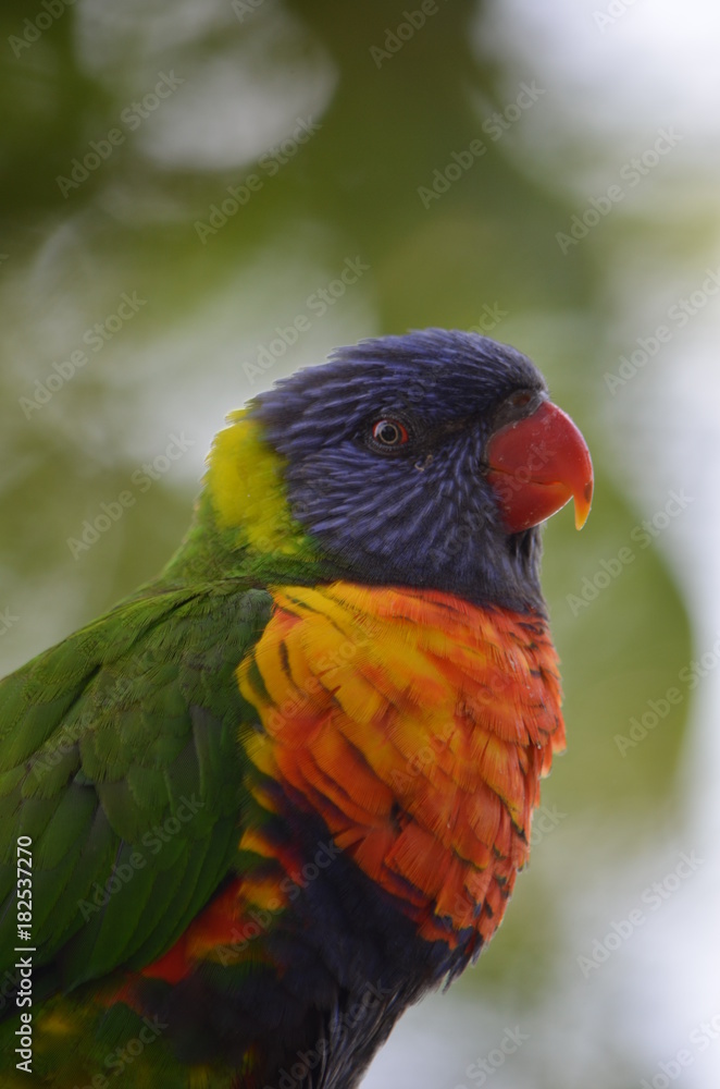 Portrait of a colorful parrot