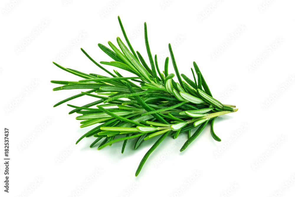 Fototapeta premium rozmaryn