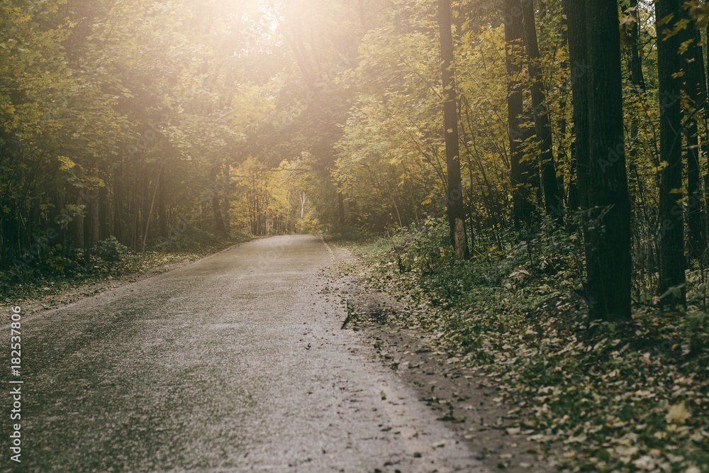 Fototapeta premium Asphalt road passing through the forest