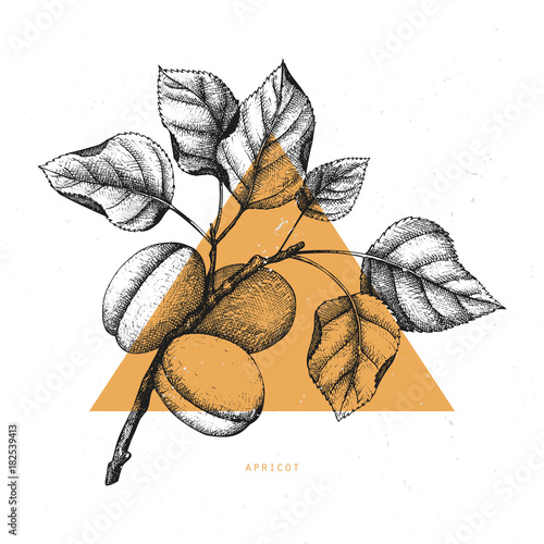 Vector apricot vintage sketch. Hand drawn tree illustration. Engraved fruit drawing. Botanical design template. Triangle design