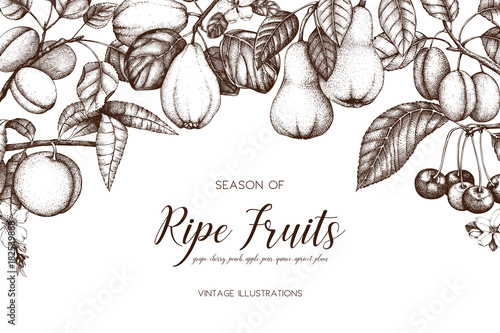 Vintage frame with ripe fruits and berries  illustrations - apple, pear, cherry, peach, apricot, quince, grapes. Hand drawn harvest design. Summer or autumn template on white