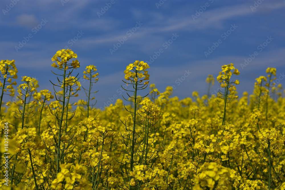 Close up rapeseed (Brassica napus) flower ending blooming, ripening oilseed rape over blue sky. Close up of rapeseed field. Close up rapeseed (Brassica napus) flower ending blooming, ripening oilseed rape over blue sky. Close up of rapeseed field.