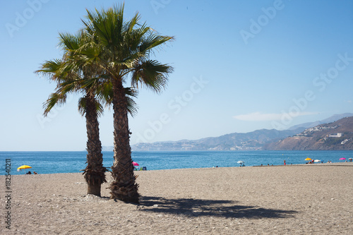Palm trees on beach with mountains behind
