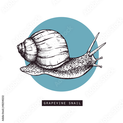 Vector illustration of hand drawn grapevine snails. Vintage sketch. Decorative card design template. Black triangle