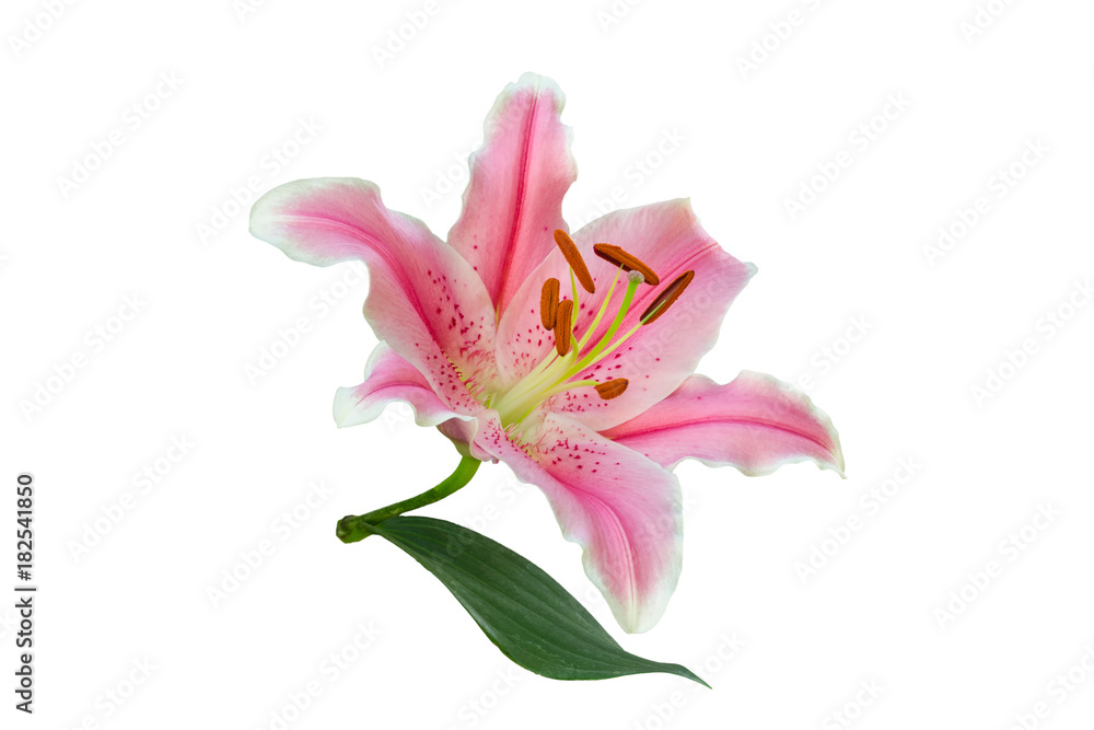 Fototapeta premium isolated pink Lily flower on white background