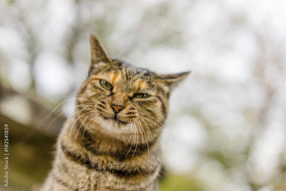 Bad cat Bad cat