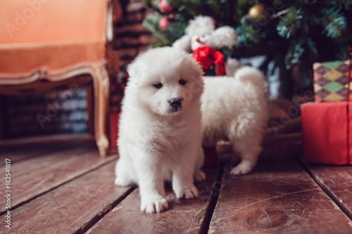 Cute samoed puppies near a Christmas tree. New Year.