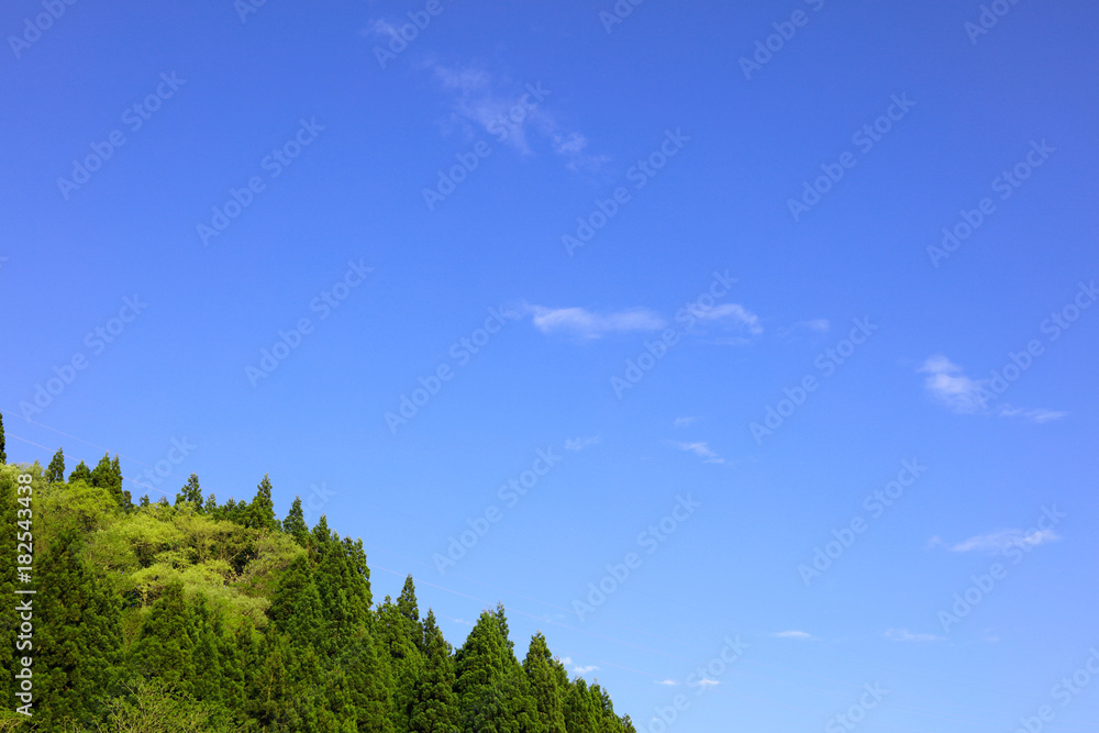 Obraz premium 木々の緑と青空