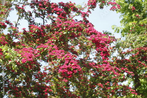 rote Baumblüten auf Baumzweigen