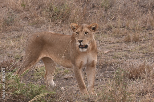Löwin in Tansania